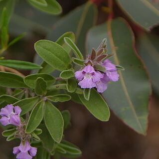 Hemigenia unspecified picture