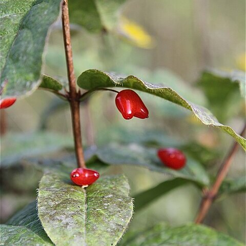 Lonicera maximowiczii unspecified picture