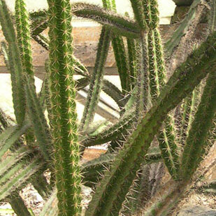 Leptocereus wrightii unspecified picture