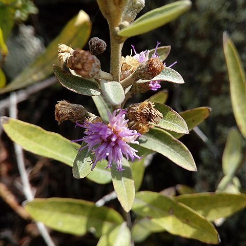 Lepidaploa karstenii unspecified picture