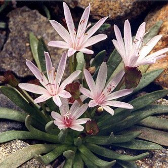 Lewisia longipetala unspecified picture