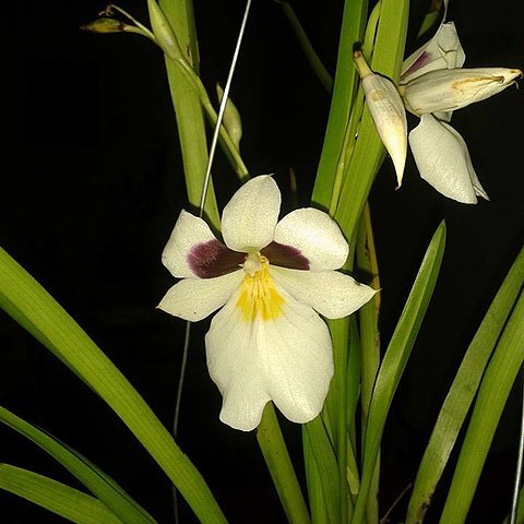 Miltoniopsis roezlii unspecified picture