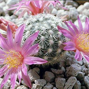 Mammillaria deherdtiana unspecified picture