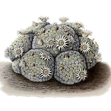 Mammillaria schiedeana unspecified picture