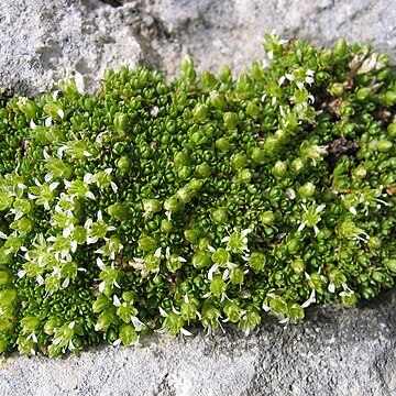 Minuartia cherlerioides unspecified picture