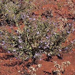 Goodenia stobbsiana unspecified picture