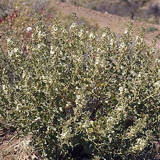 Goodenia chambersii unspecified picture