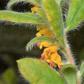 Grevillea centristigma unspecified picture