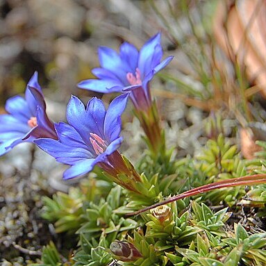 Gentiana arisanensis unspecified picture