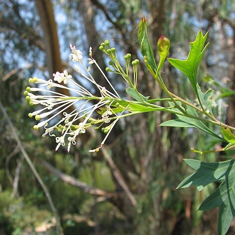 Grevillea manglesii unspecified picture