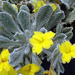 Goodenia tripartita unspecified picture