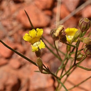 Goodenia triodiophila unspecified picture