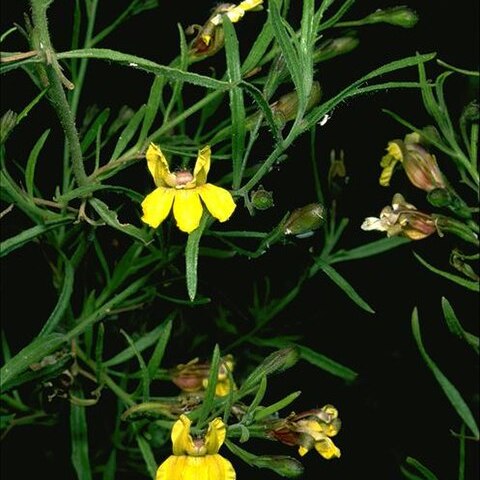 Goodenia stephensonii unspecified picture