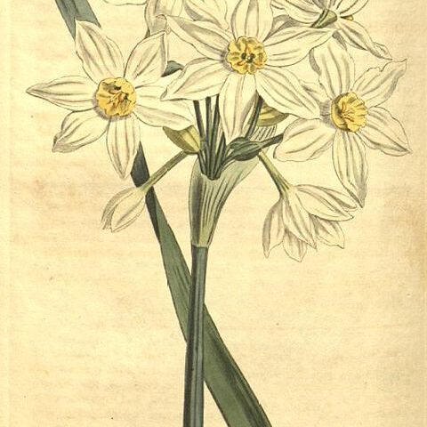 Narcissus tazetta subsp. italicus unspecified picture