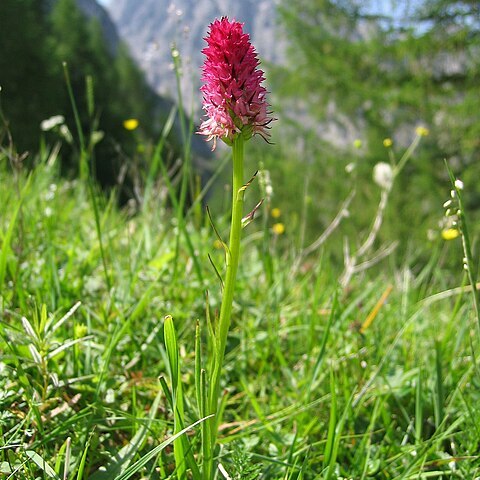 Gymnadenia bicolor unspecified picture