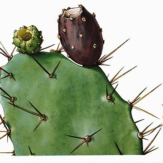 Opuntia schumannii unspecified picture