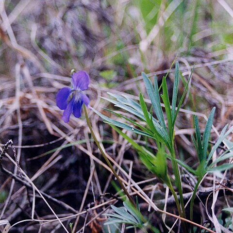 Viola pedatifida unspecified picture