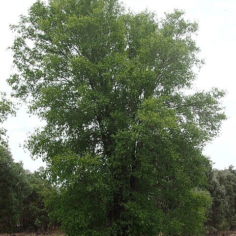 Terminalia oblongata unspecified picture