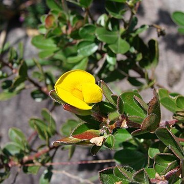 Zornia flemmingioides unspecified picture