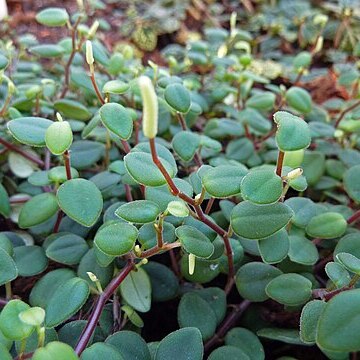 Peperomia perciliata unspecified picture