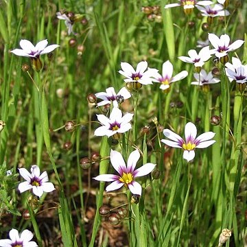 Sisyrinchium atlanticum unspecified picture