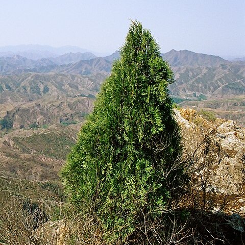 Platycladus unspecified picture