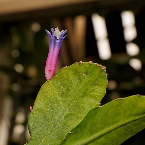 Pseudorhipsalis amazonica unspecified picture