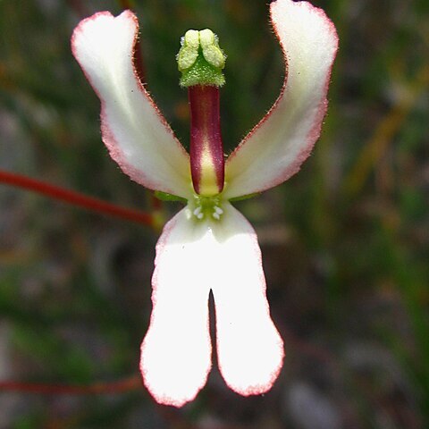 Stylidium schoenoides unspecified picture