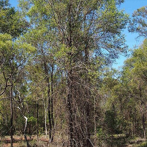 Flindersia dissosperma unspecified picture