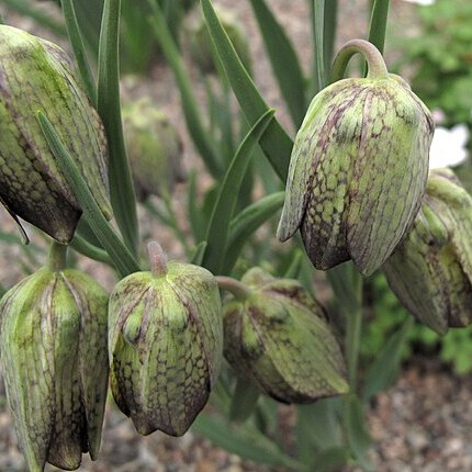 Fritillaria whittallii unspecified picture