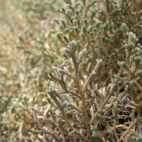 Selaginella tortipila unspecified picture