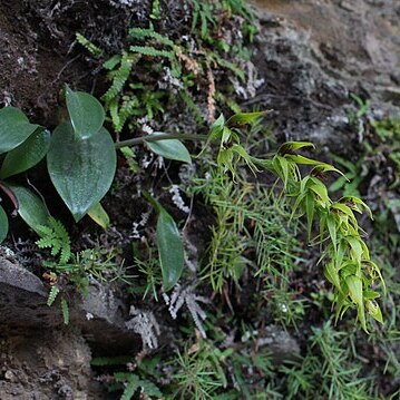 Rimacola elliptica unspecified picture