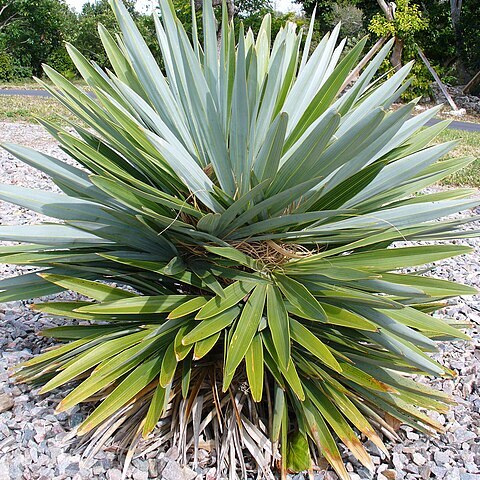 Hemithrinax ekmaniana unspecified picture