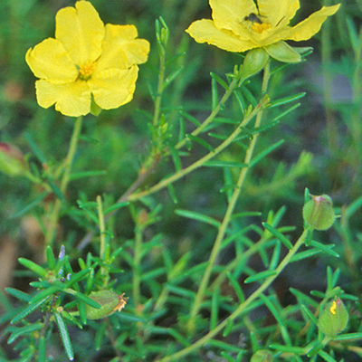 Hibbertia cistoidea unspecified picture