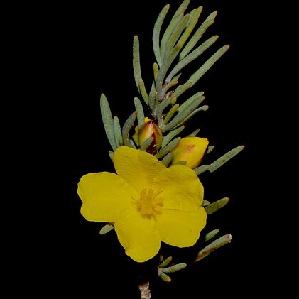 Hibbertia hemignosta unspecified picture