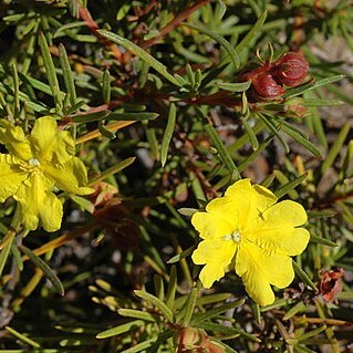 Hibbertia spicata unspecified picture