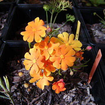 Hibbertia unspecified picture