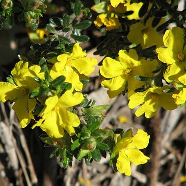 Hibbertia sericea unspecified picture