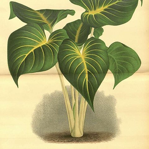 Homalomena lindenii unspecified picture