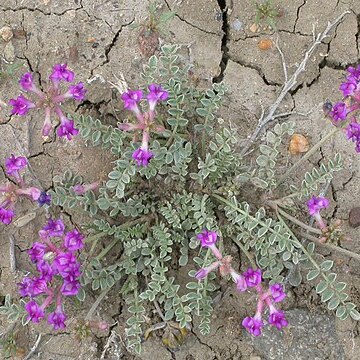 Astragalus missouriensis unspecified picture