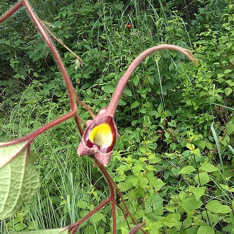 Aristolochia foetida unspecified picture