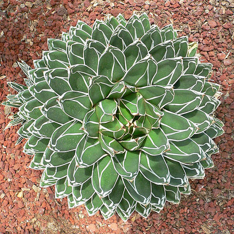 Agave victoriae-reginae subsp. victoriae-reginae unspecified picture