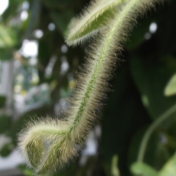 Aristolochia pilosa unspecified picture