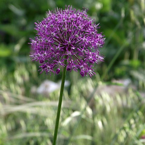 Allium altissimum unspecified picture