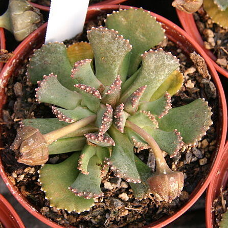 Aloinopsis malherbei unspecified picture