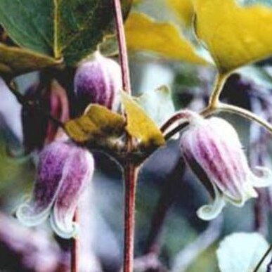 Clematis morefieldii unspecified picture