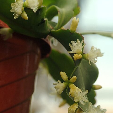 Rhipsalis crispata unspecified picture