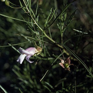 Eremophila linsmithii unspecified picture