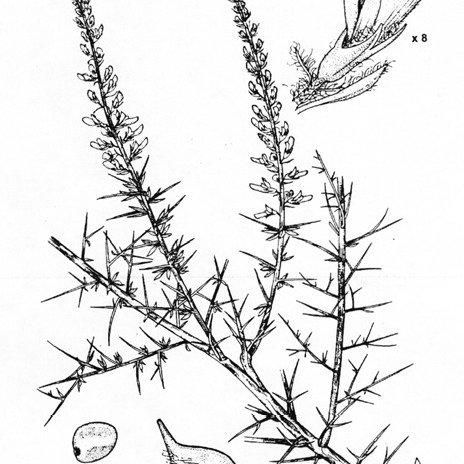 Genista madoniensis unspecified picture