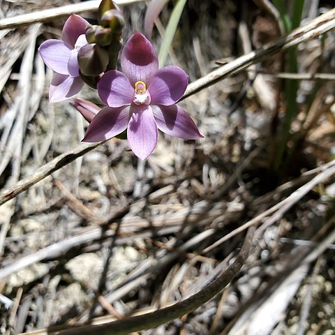 Thelymitra hatchii unspecified picture